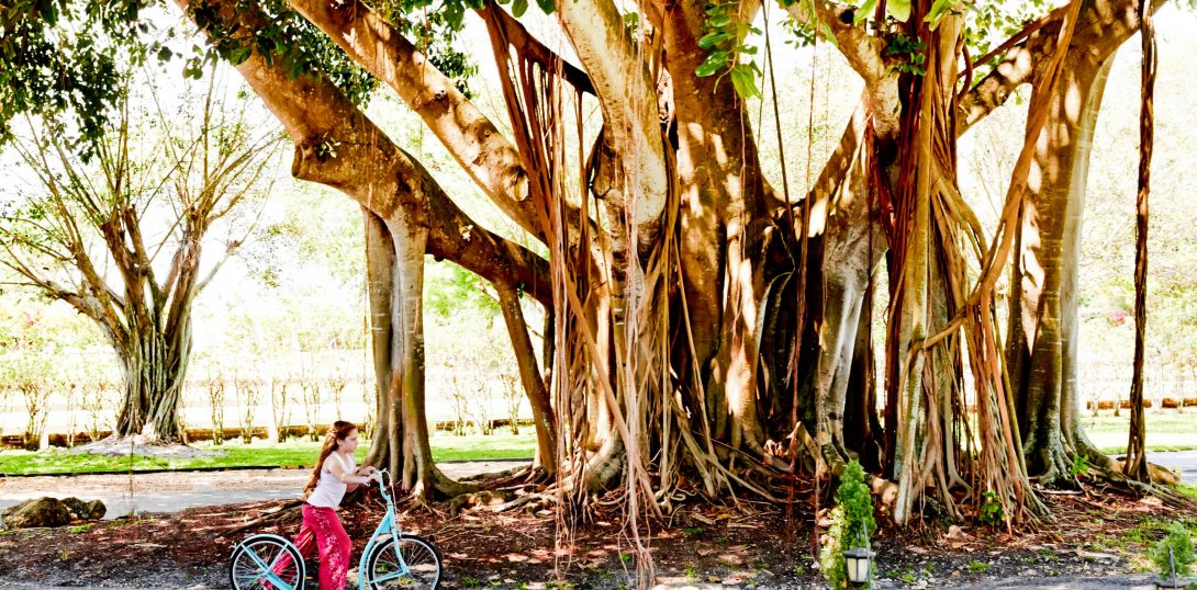 Beloved Banyan Trees