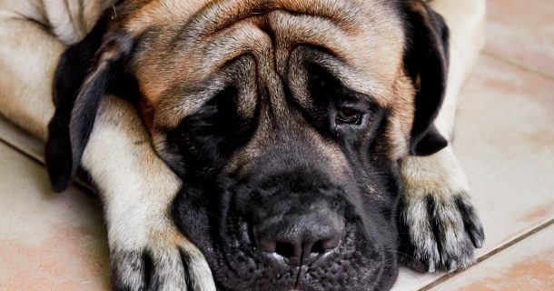 english mastiff