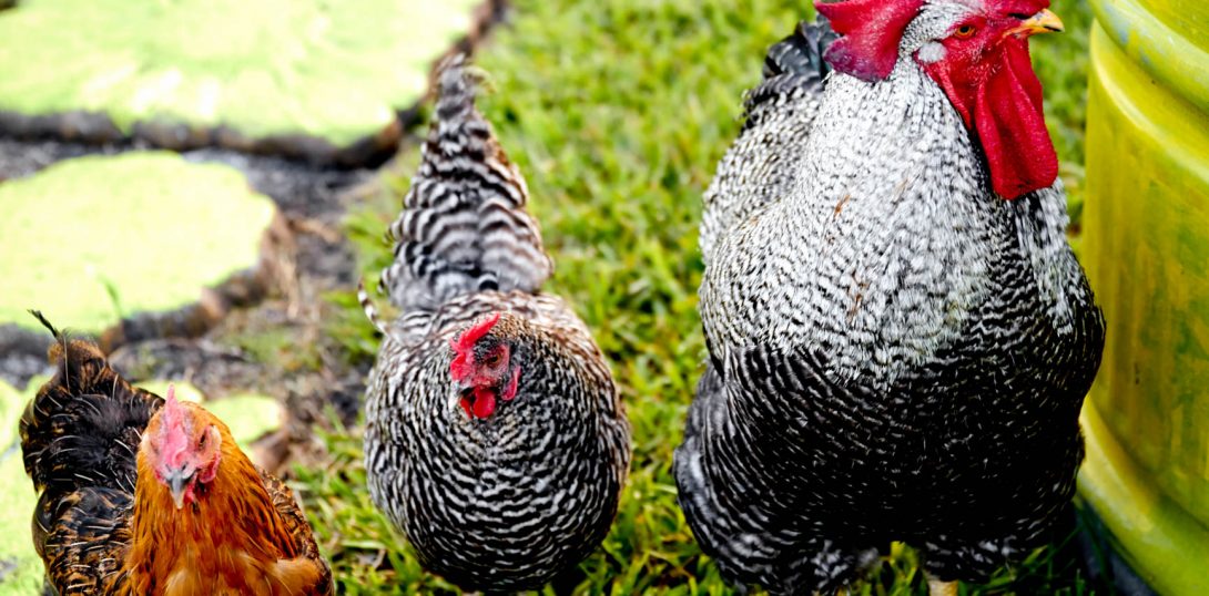 Keeping Chickens
