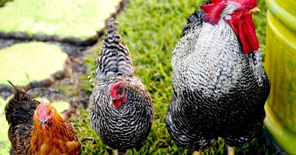 keeping chickens in our garden